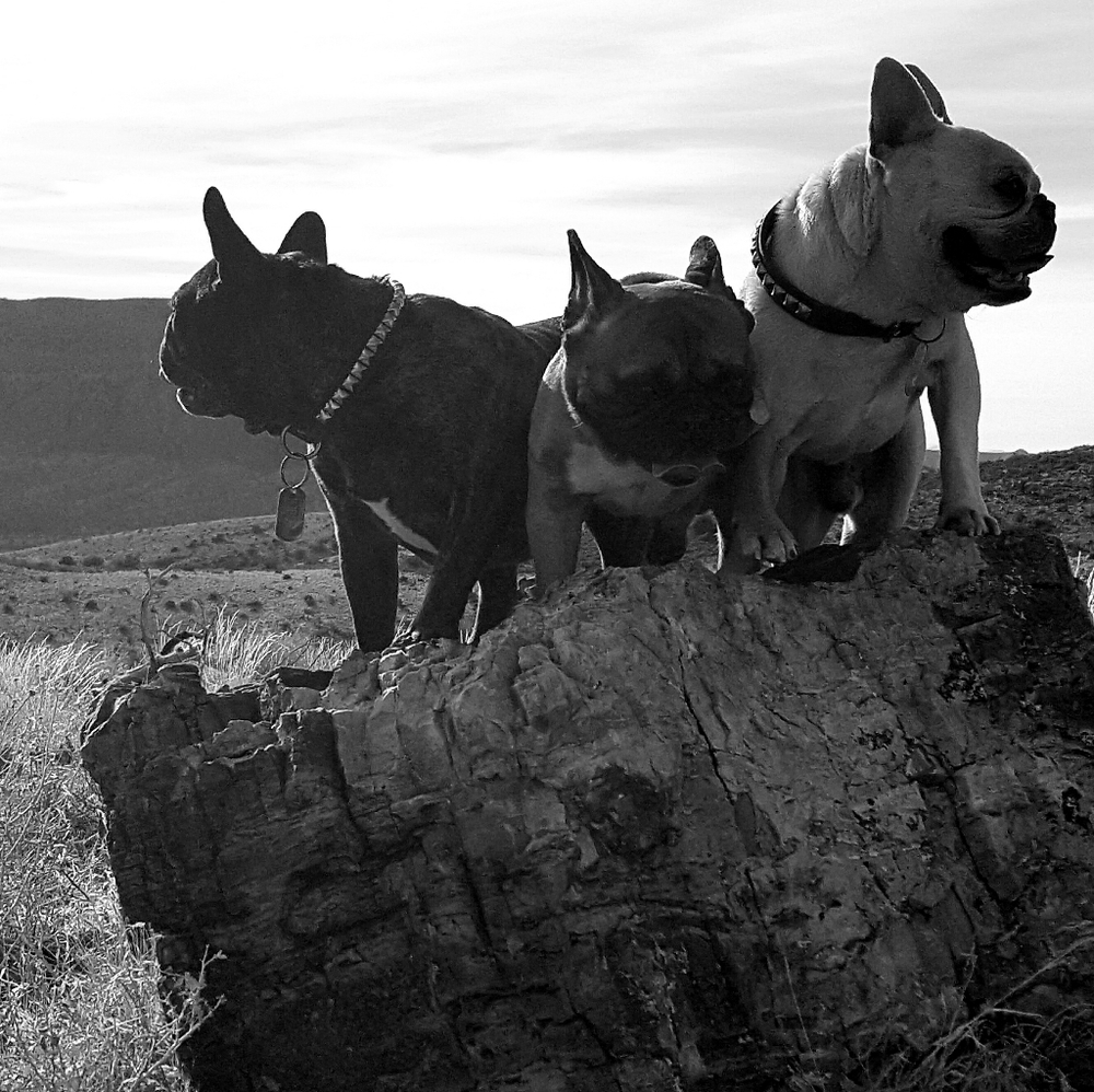 Meet your Posher, Shawnna - Picture 13 of 16